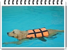 สระว่ายน้ำสุนัข